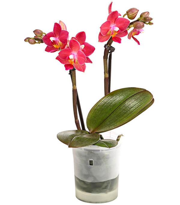 Mini Schmetterlingsorchidee - Phalaenopsis 'Aqua Orchids®', verschiedene Sorten