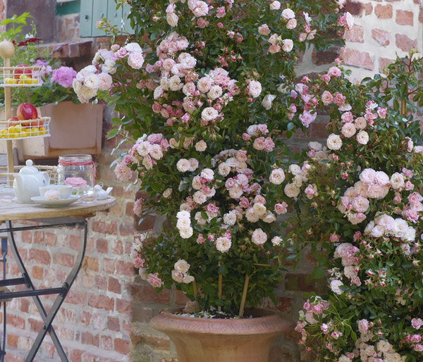 Zwerg-Kletterrose 'Starlet® Alina®'