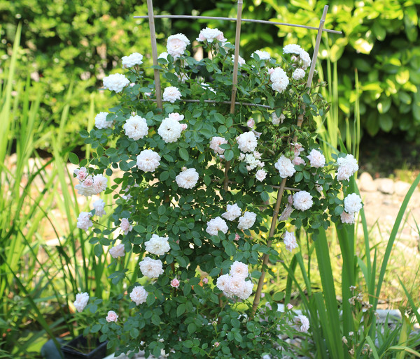 Zwerg-Kletterrose 'Starlet® Alina®'