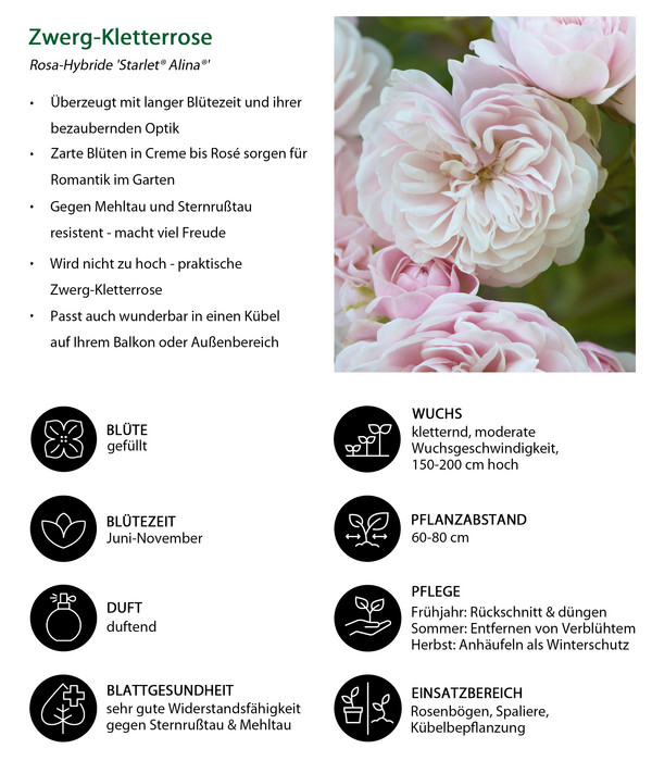 Zwerg-Kletterrose 'Starlet® Alina®'