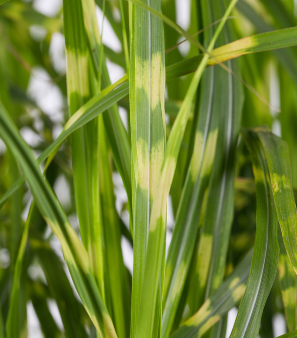 Stachelschweingras 'Gold Breeze'