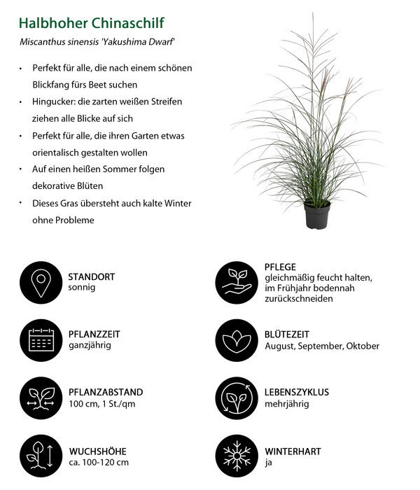 Halbhoher Chinaschilf 'Yakushima Dwarf'