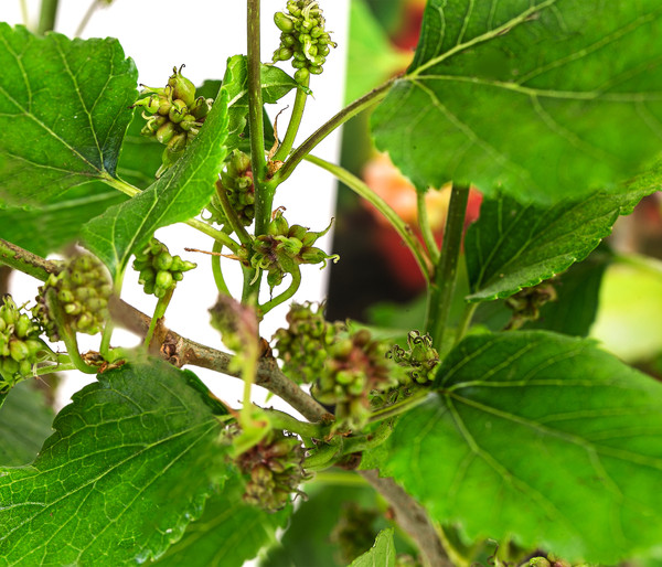 Maulbeere 'Mojo Berry'