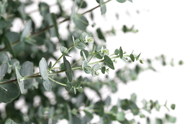 Mostgummi-Eukalyptus 'Azura'