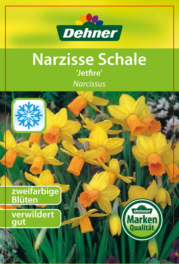 Narzisse 'Jetfire', Schale