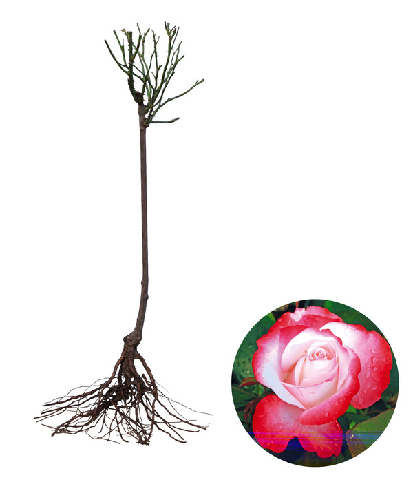 Edelrose 'Nostalgie®', Stämmchen