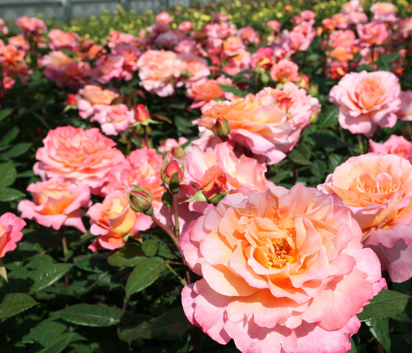 Edelrose 'Augusta Luise®', Stämmchen