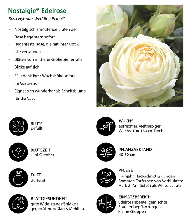 Nostalgie®-Edelrose 'Wedding Piano®'