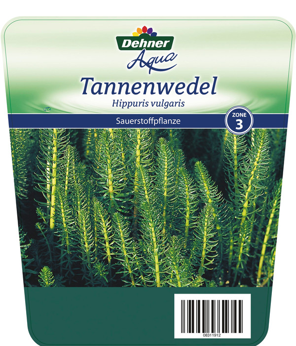 Gemeiner Tannenwedel