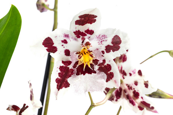 Odontonia-Orchidee - Odontonia hybriden 'Carla'
