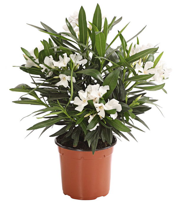 Oleander, Busch, verschiedene Farben