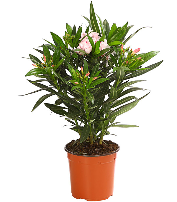 Oleander, Busch, verschiedene Farben