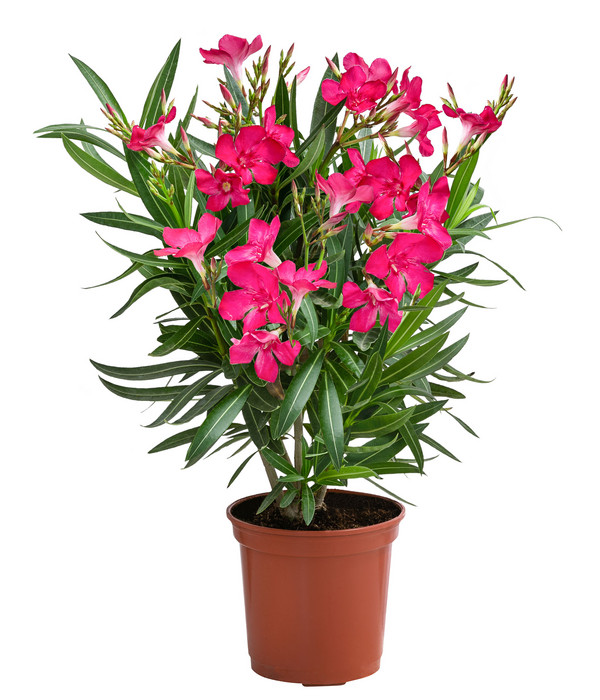 Oleander, Busch, verschiedene Farben