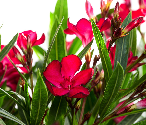 Oleander, Solitärbusch