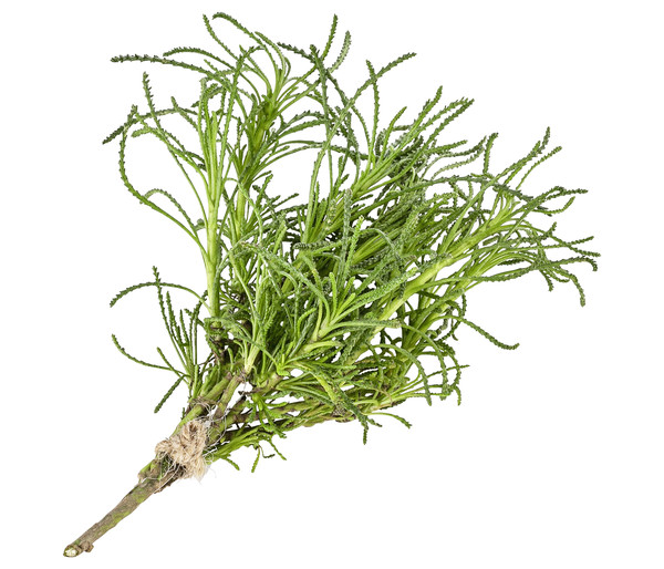 Olivenkraut