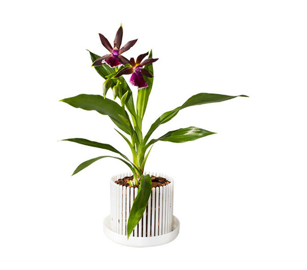Orchitop® Orchideentopf L Set, rund, ca. Ø18 cm