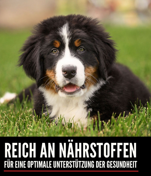 ORIJEN™ Trockenfutter für Hunde Puppy