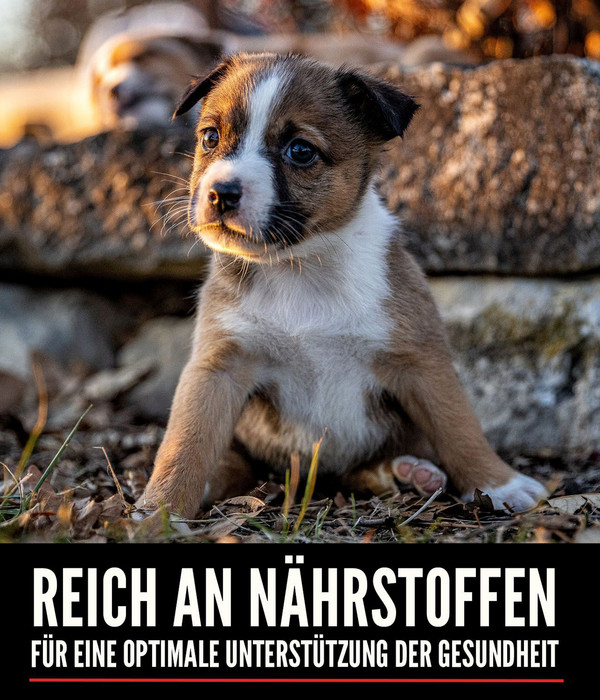 ORIJEN™ Trockenfutter für Hunde Small Breed Puppy