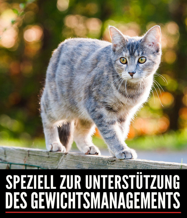 ORIJEN™ Trockenfutter für Katzen Fit & Trim