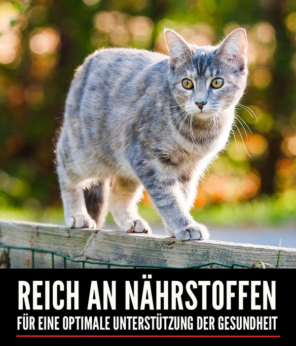 ORIJEN™ Trockenfutter für Katzen Regional Red