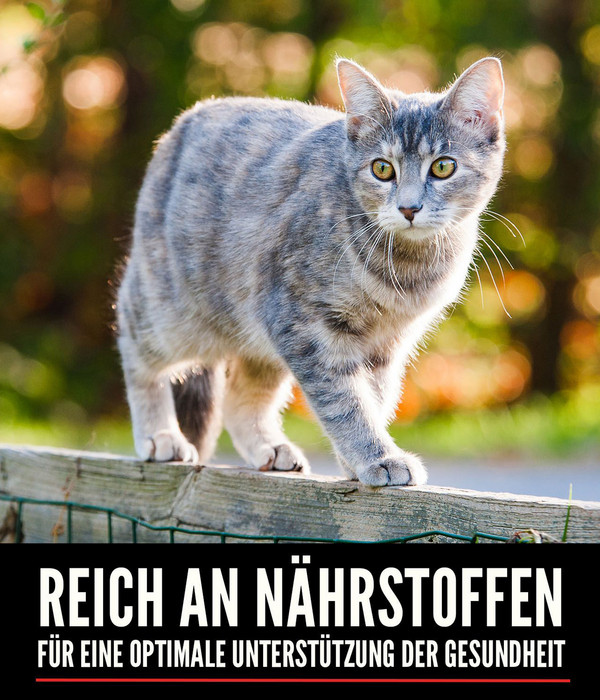 ORIJEN™ Trockenfutter für Katzen Six Fish