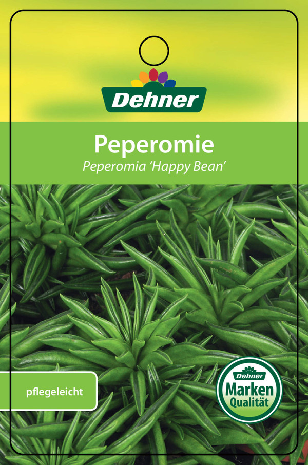 Peperomie - Peperomia ferreyrae 'Happy Bean'