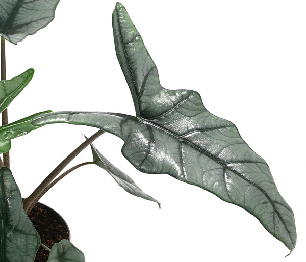 Pfeilblatt - Alocasia heterophylla 'Dragons Breath'
