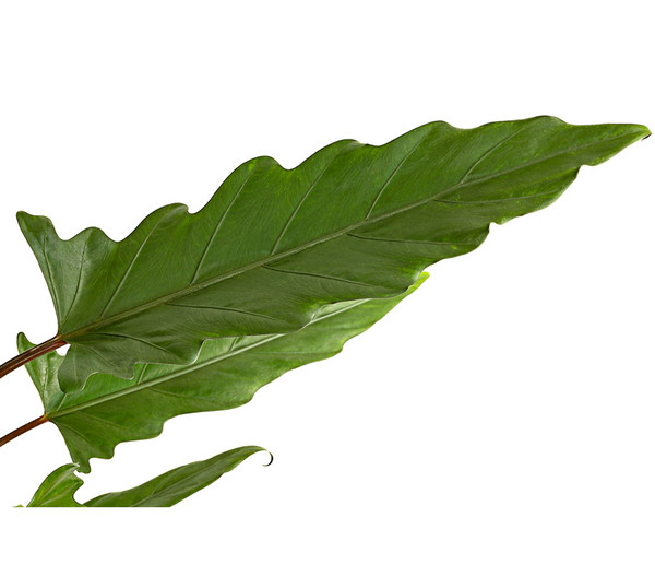 Pfeilblatt - Alocasia lauterbachiana
