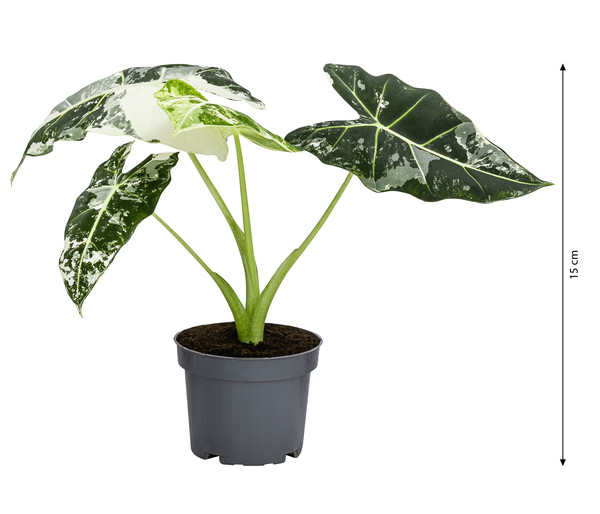 Pfeilblatt - Alocasia micholitziana 'Frydek' variegata, panaschiert