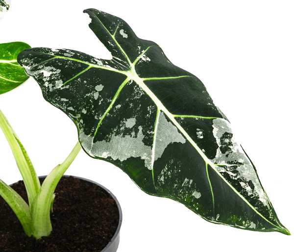 Pfeilblatt - Alocasia micholitziana 'Frydek' variegata, panaschiert