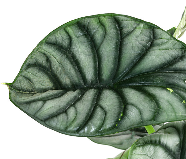 Pfeilblatt - Alocasia 'Silver Dragon'