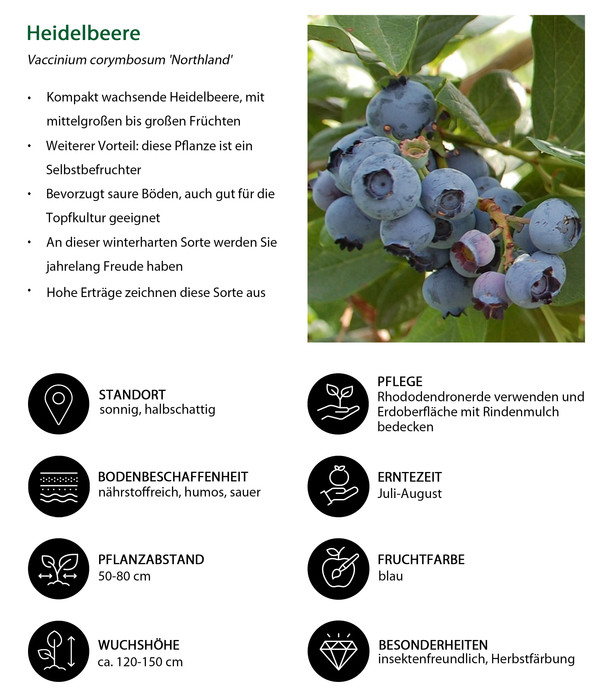 Heidelbeer-Set Blaubeer-Liebe, 4-teilig