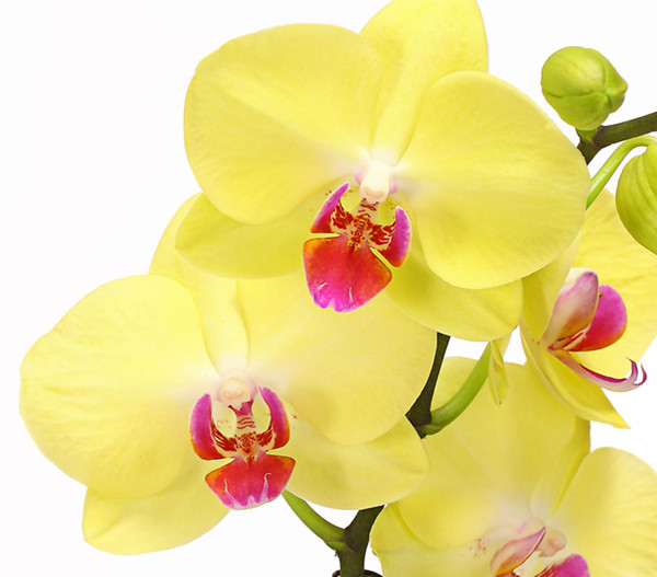 Schmetterlingsorchidee - Phalaenopsis cultivars 'Crossing', verschiedene Farben