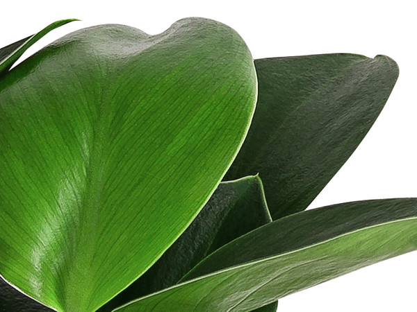 Baumfreund - Philodendron 'Green Princess'