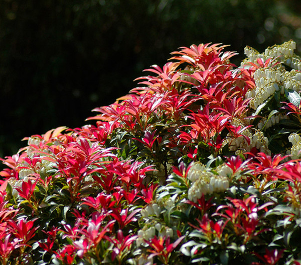 Dehner Schattenglöckchen, Japanische Lavendelheide 'Forest Flame'