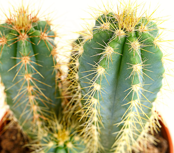 Blauer Haarsäulenkaktus - Pilosocereus azureus