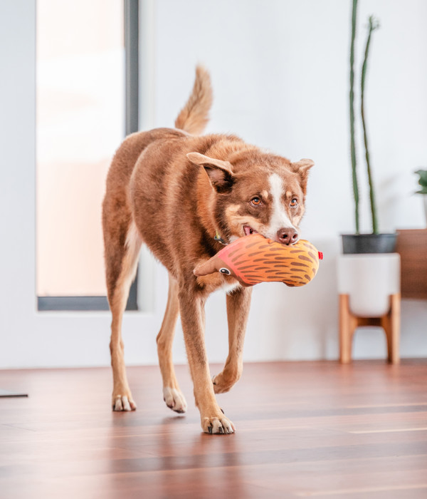 Red Dingo Hundespielzeug DURABLES Toys Nasenbär
