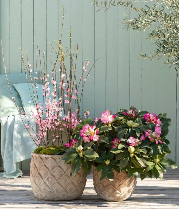 Rhododendron 'Mega'