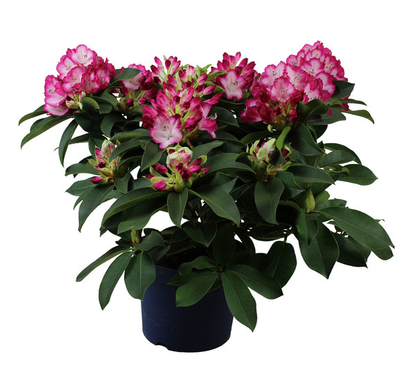 Rhododendron 'Mega'