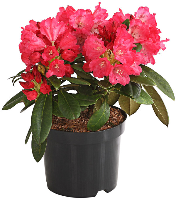 Rhododendron 'Morgenrot'