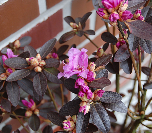 Rhododendron 'P. J. Mezitt'