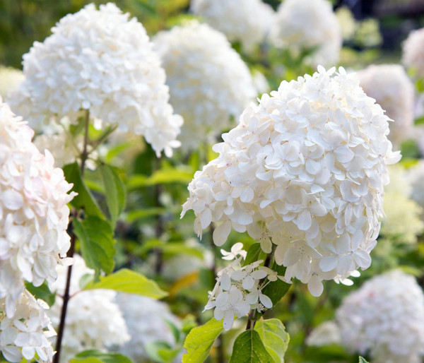 Rispen-Hortensie 'Magical Fire'