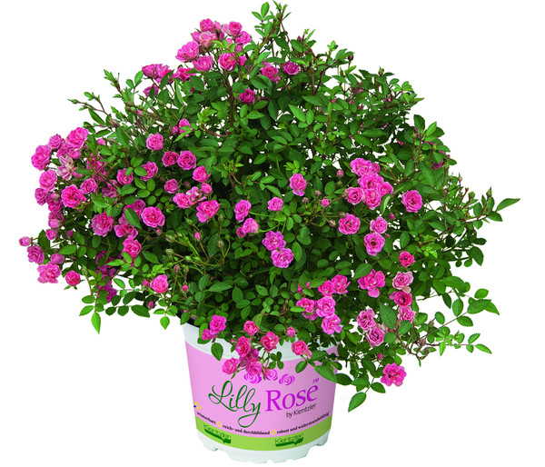 Balkonrose 'Lilly Rose®'