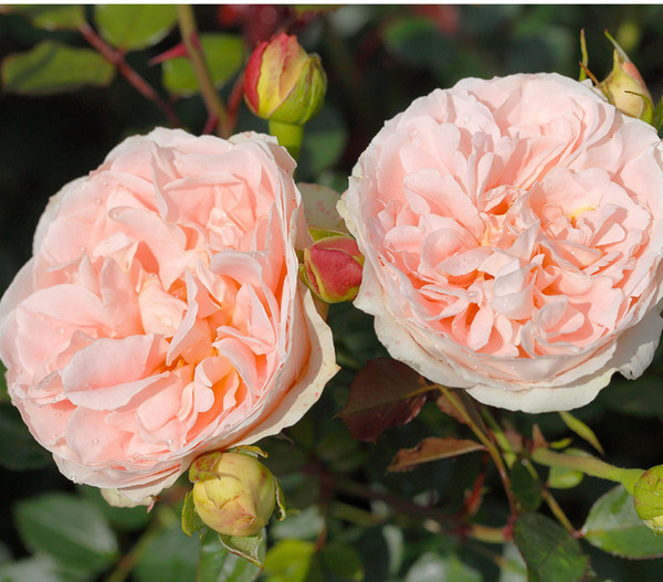 Strauchrose 'Matthias Claudius®'