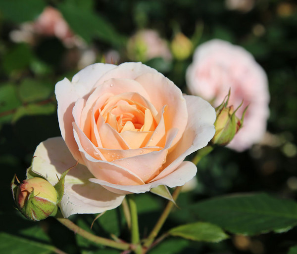 Strauchrose 'Matthias Claudius®'