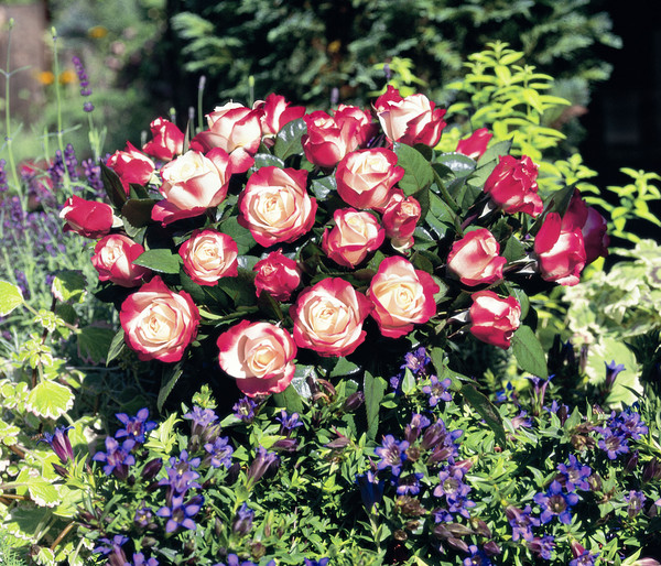 Nostalgie®-Edelrose Rosenromantik, 3er-Set