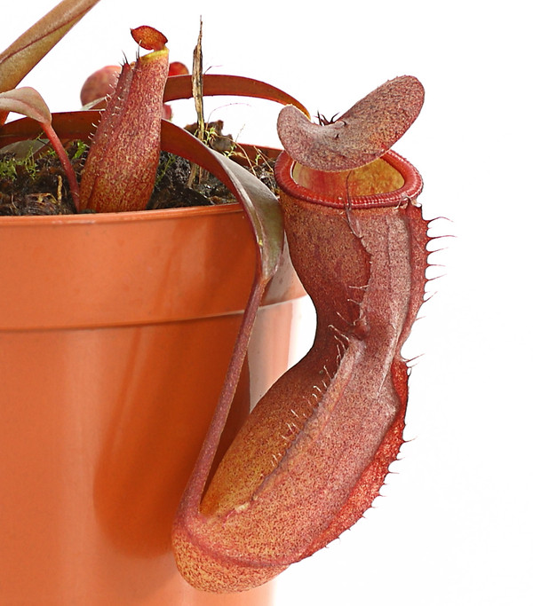 Rotblättrige Kannenpflanze - Nepenthes