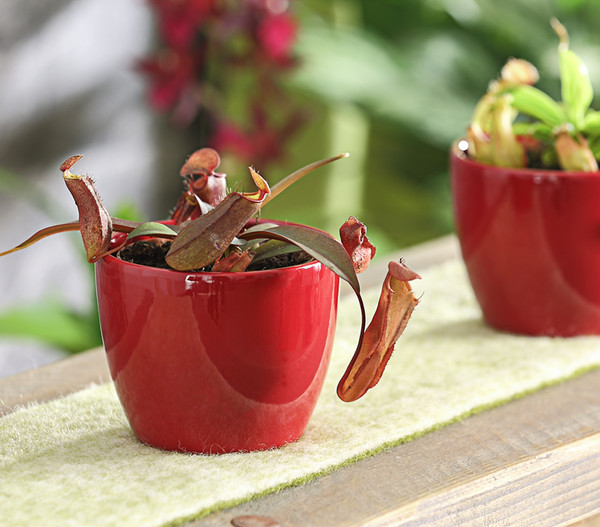 Rotblättrige Kannenpflanze - Nepenthes