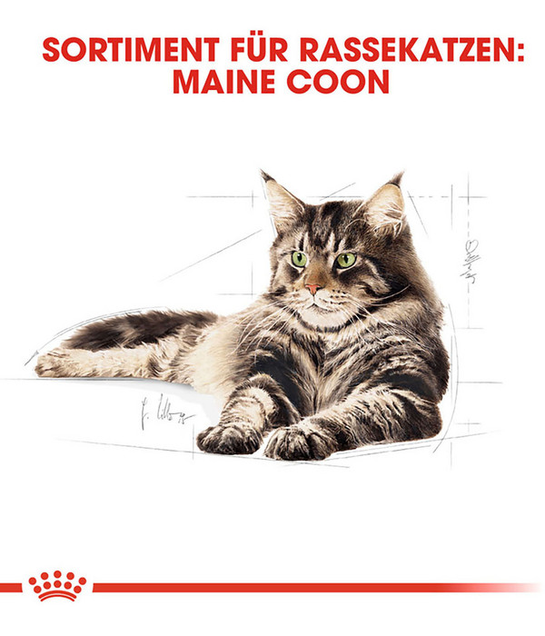 ROYAL CANIN® Nassfutter für Katzen Maine Coon Adult in Soße, 12 x 85 g