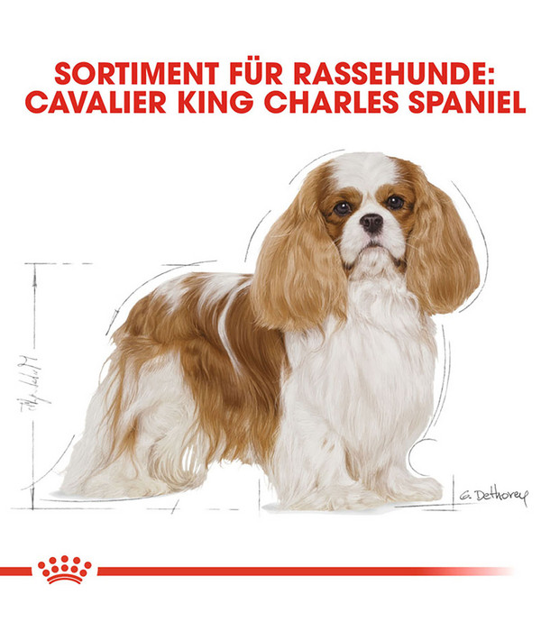 ROYAL CANIN® Trockenfutter für Hunde Cavalier King Charles Adult